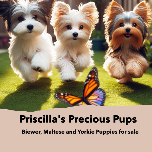 We sell Biewer, Maltese and Yorkie puppies