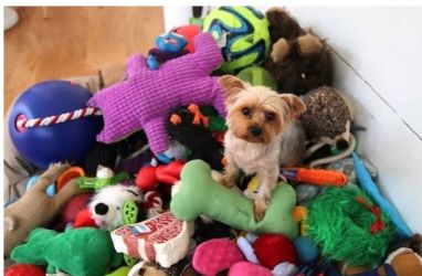 Yorkie's love to play with toys