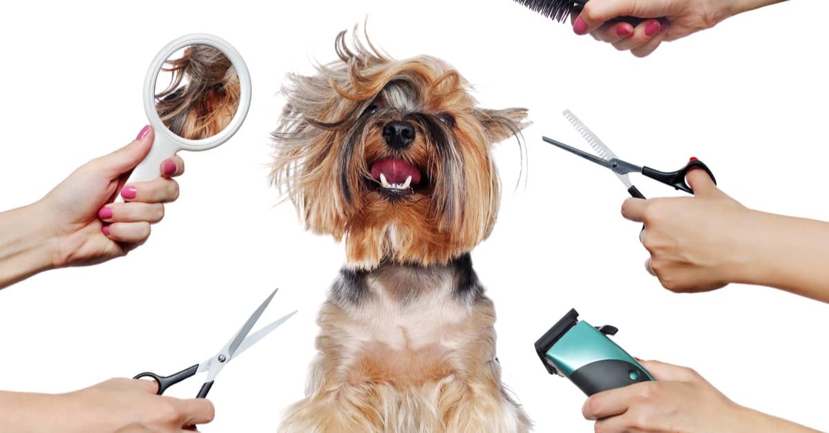 What grooming tools do you need?