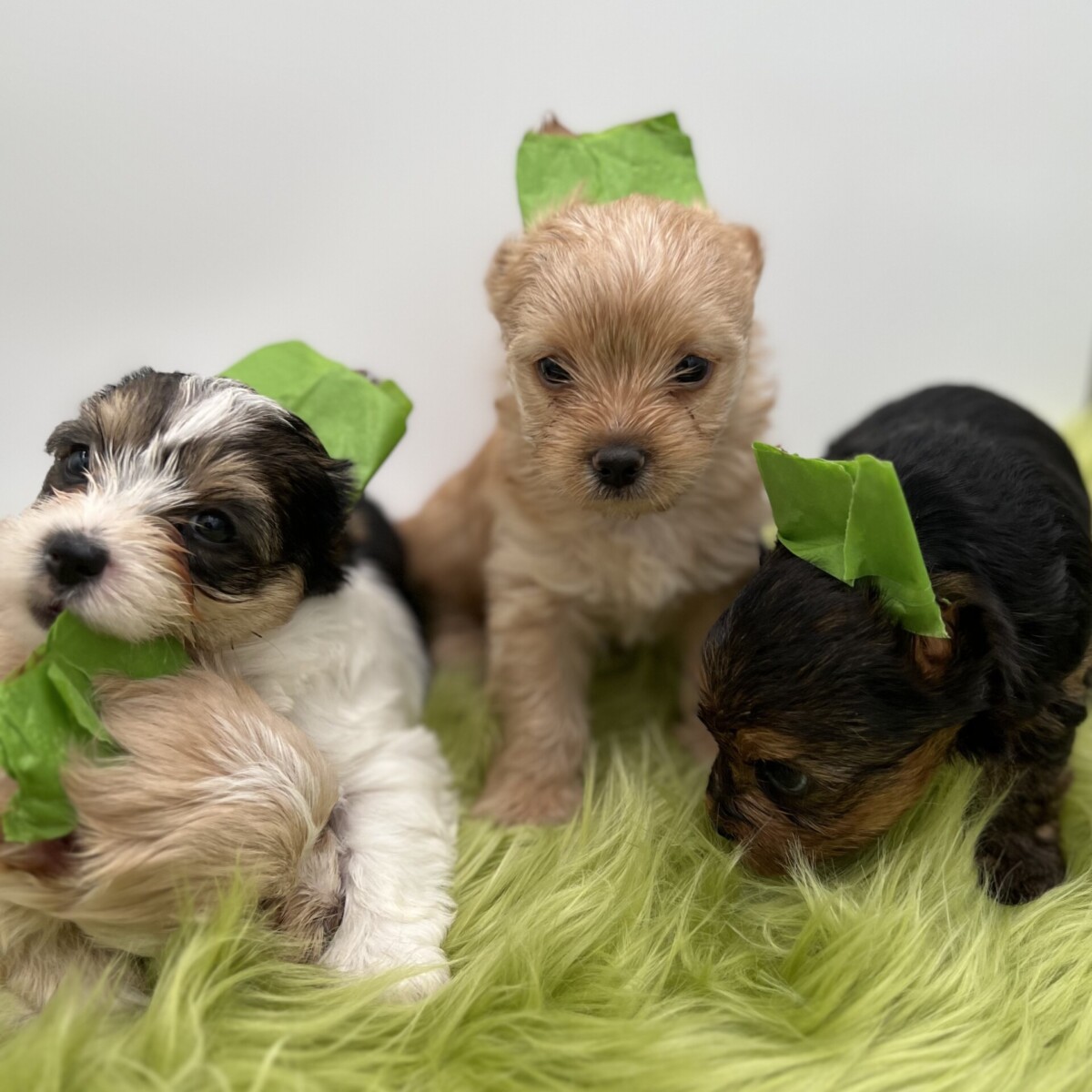 Mickey, Lily and Levi