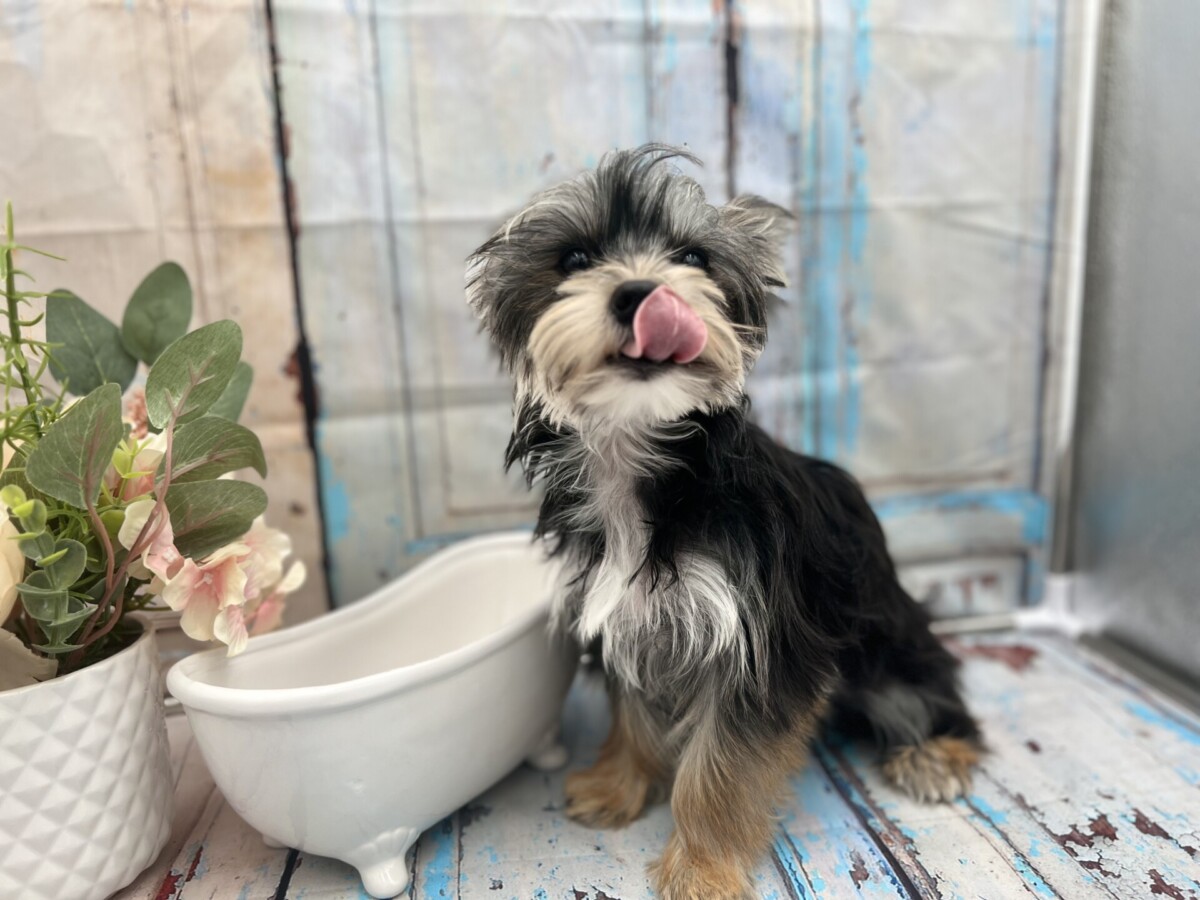 Great Yorkie male for sale, already neutered and crate trained.