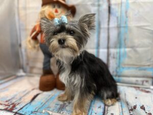 Beautiful little Yorkie