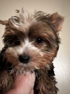 Beautiful European Colorful Yorkie for sale