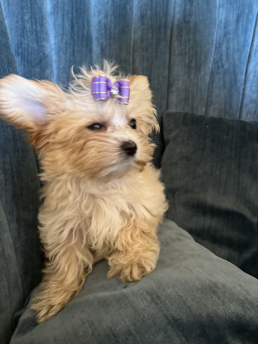 Lily-Our Special Little Yorkie ($4,500)