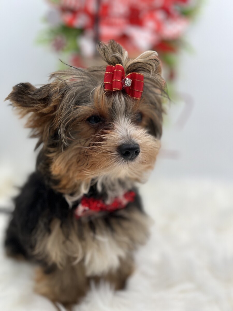 Levi a tiny yorkie puppy for sale