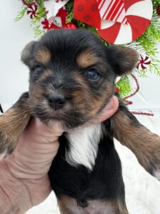 Dancer is a beautiful little Yorkie pup for sale