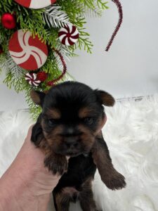 Bella is a tiny yorkie puppy for sale.