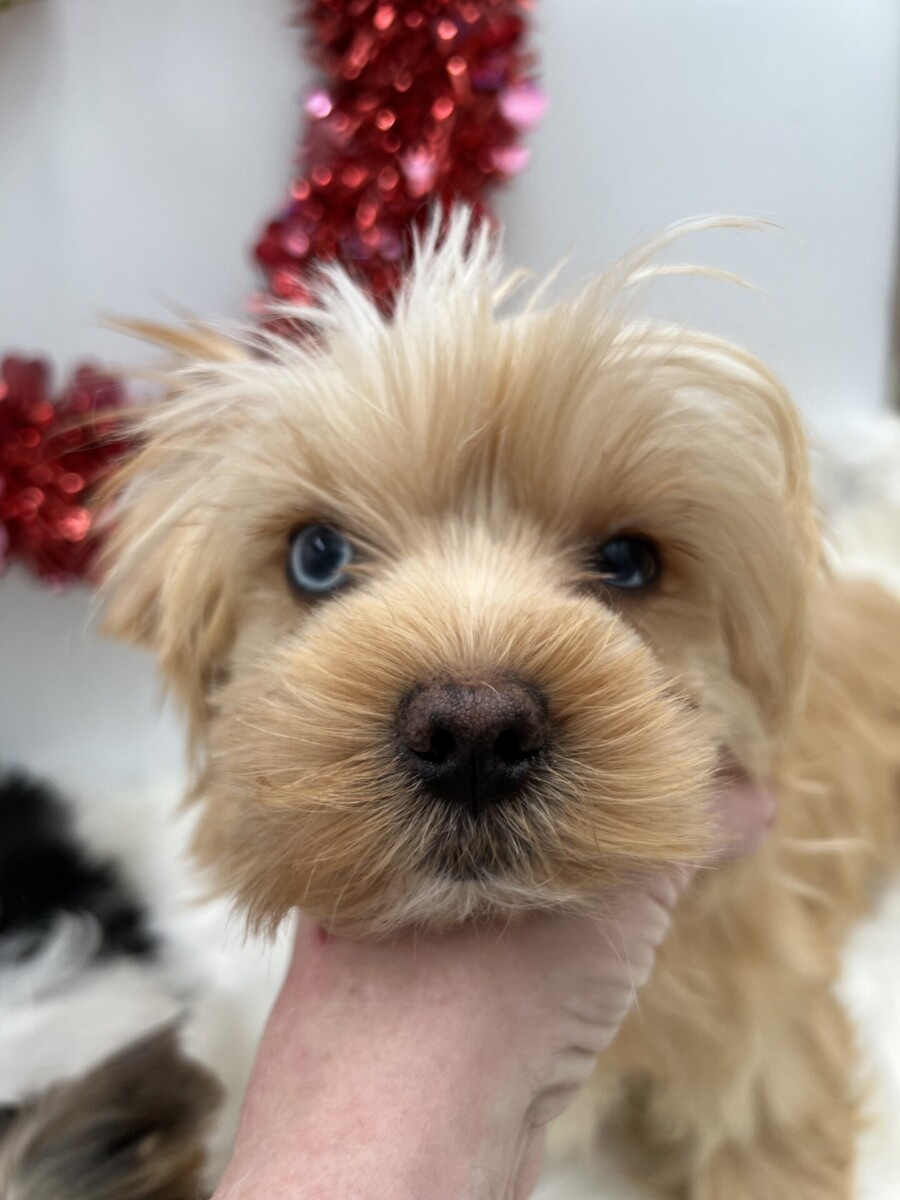 Blue eyed and rare Golddust yorkie puppy