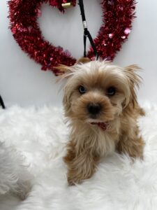 Louie is a blue eyed Yorkie for sale