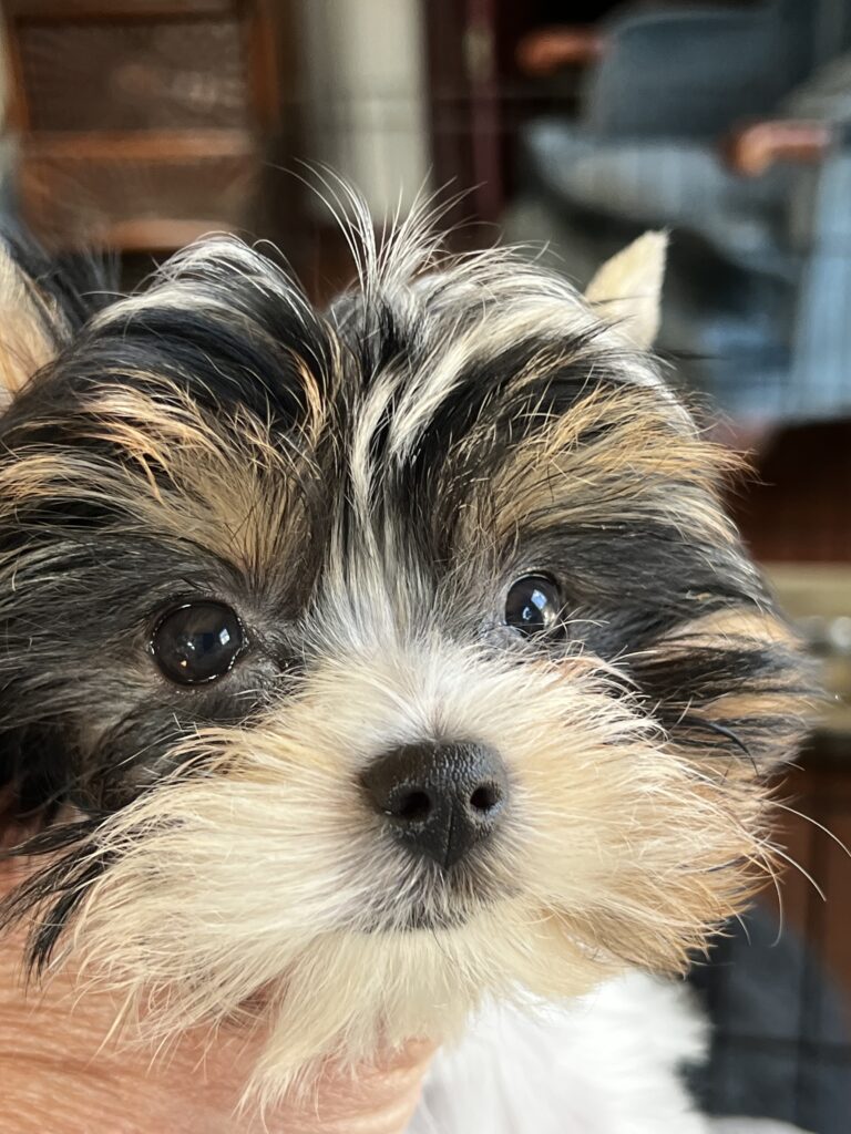 Maggie the Biewer