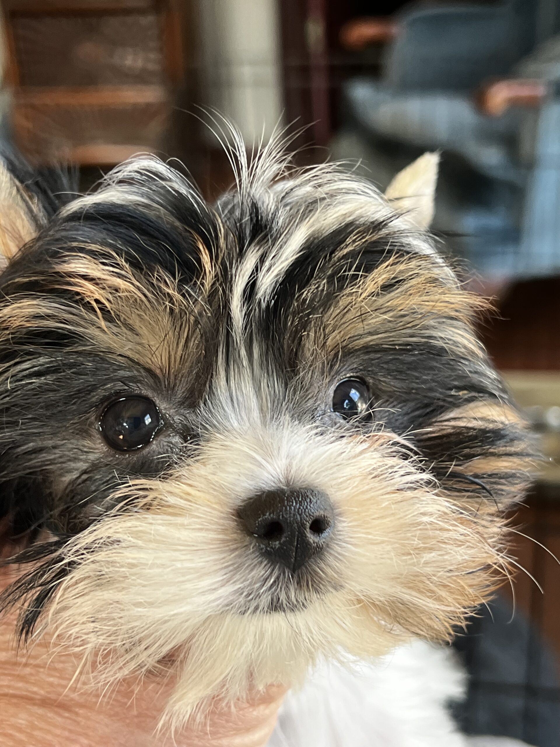maggie the Biewer