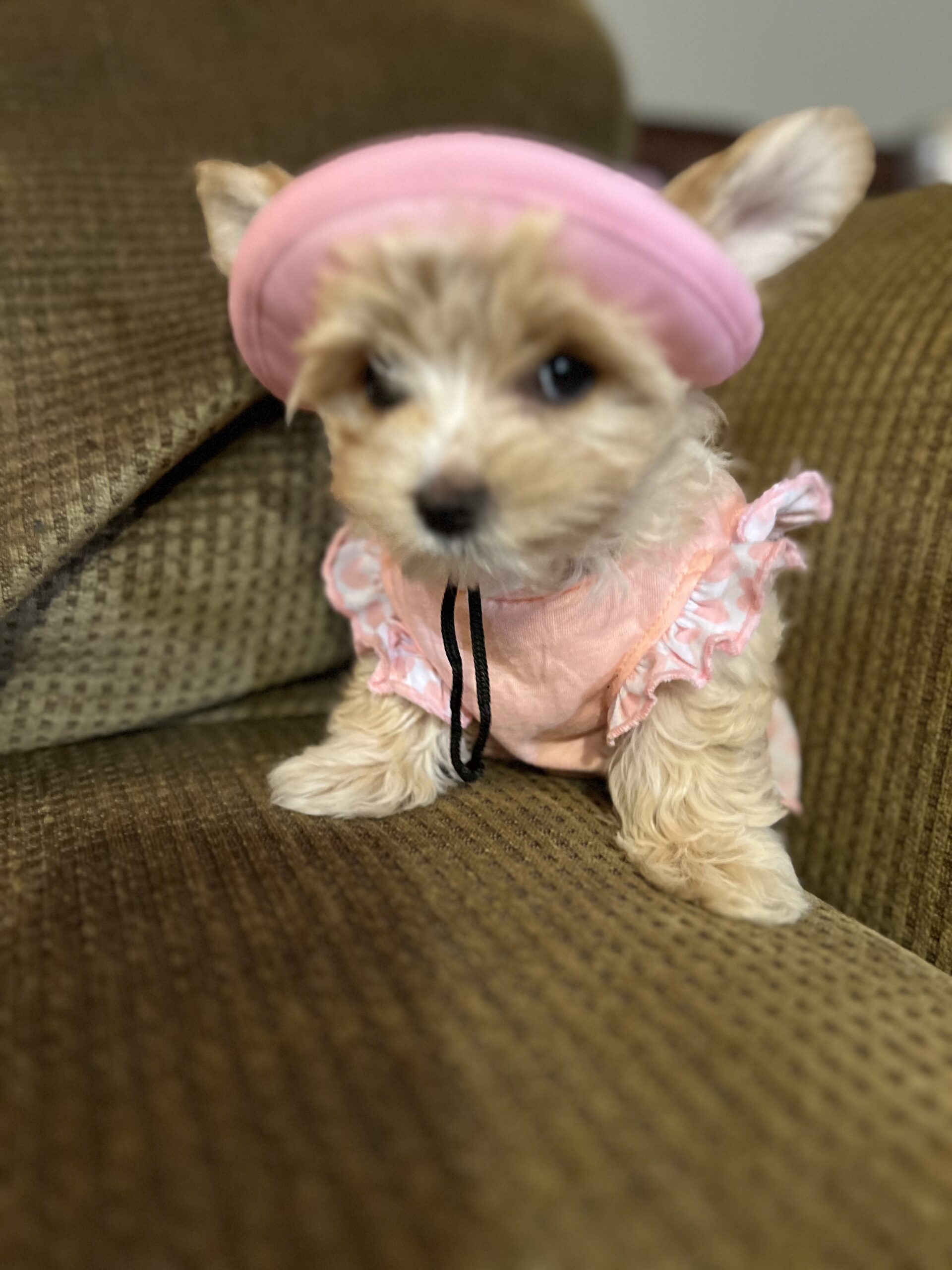 Lily