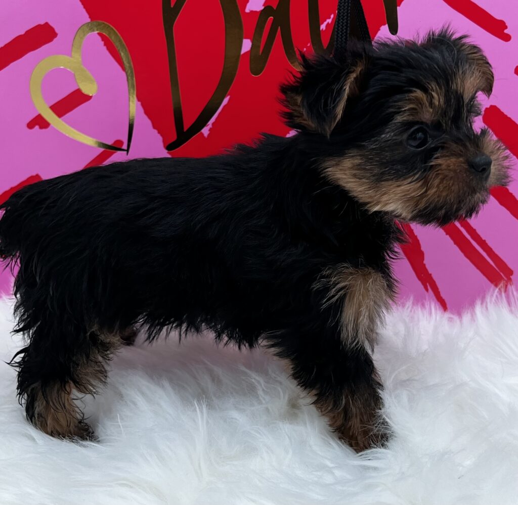 Little Bella