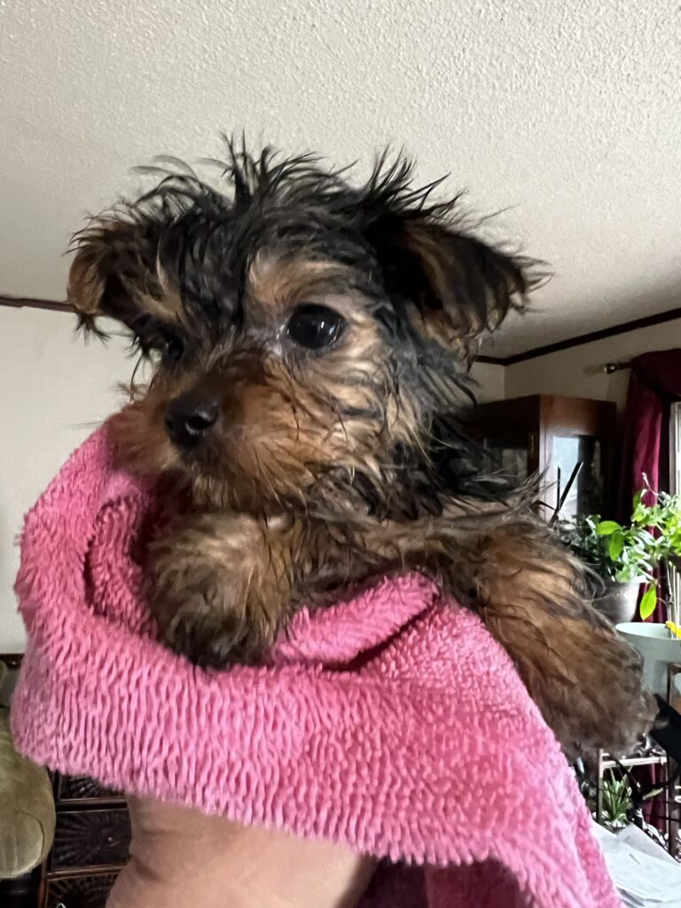 Bella after her bath