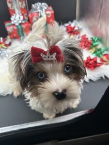 Diamond the micro yorkie for sale