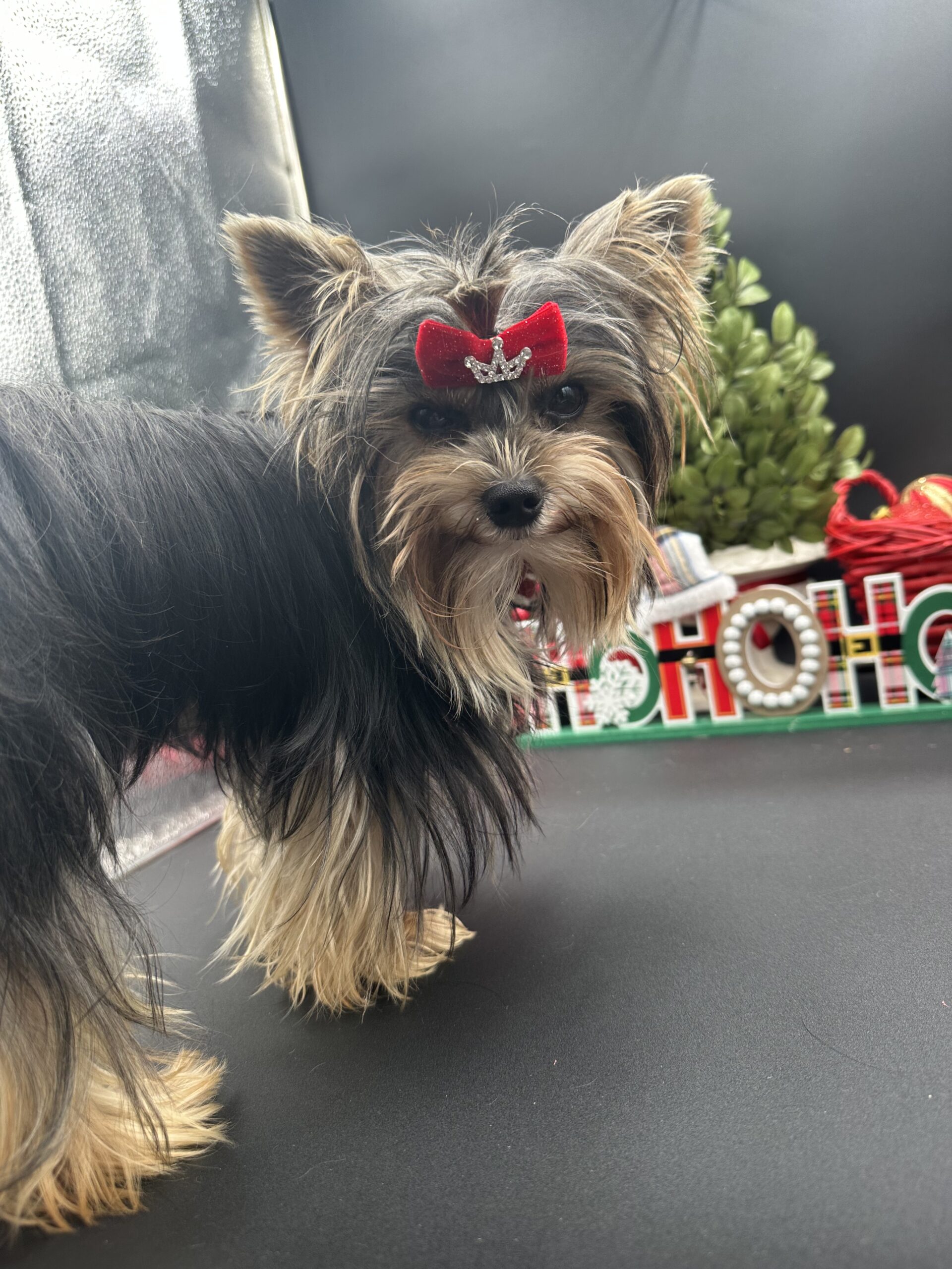 We sale Healthy Yorkies in TN