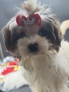 Biewer Terriers for sale in TN