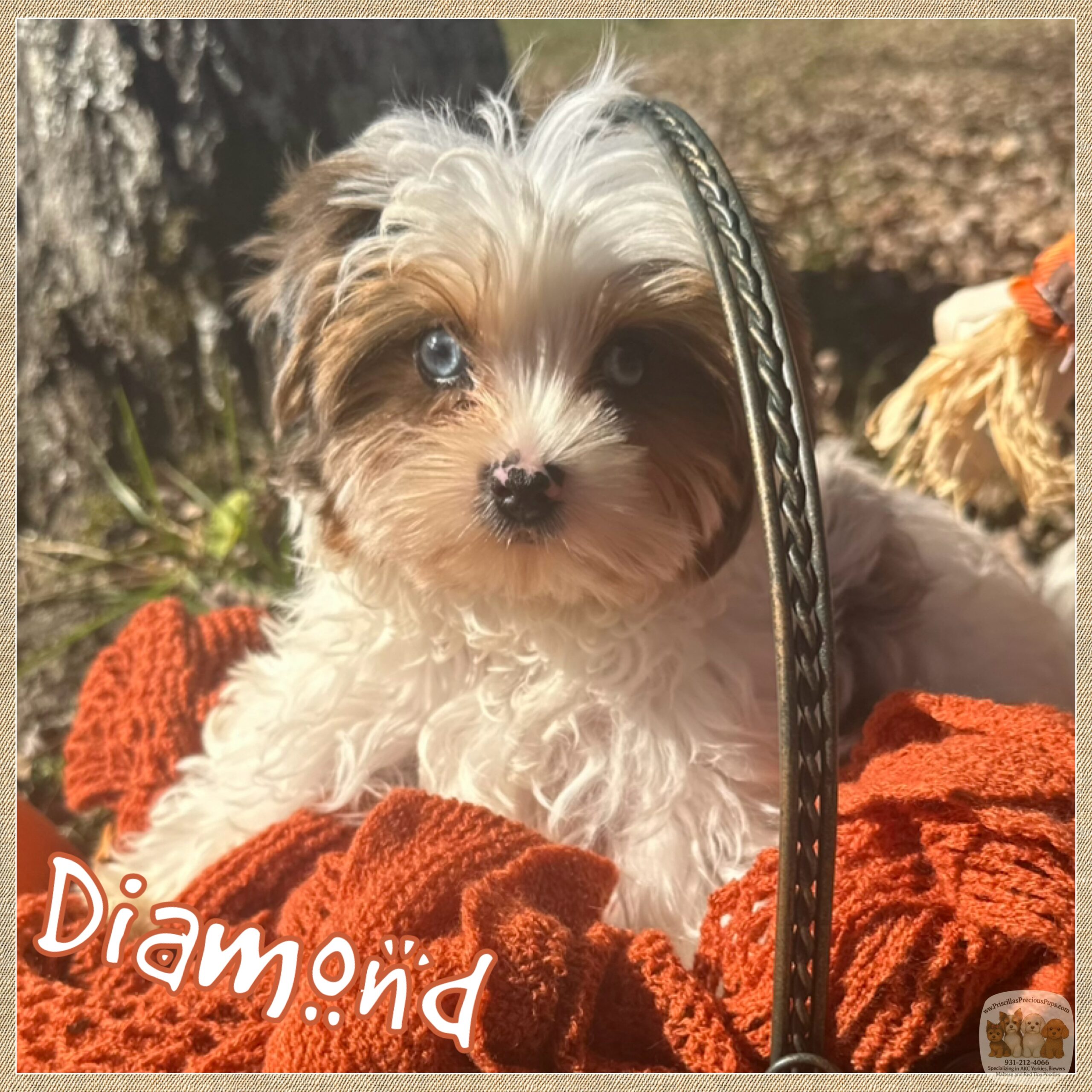 Diamond the Micro Yorkie.
