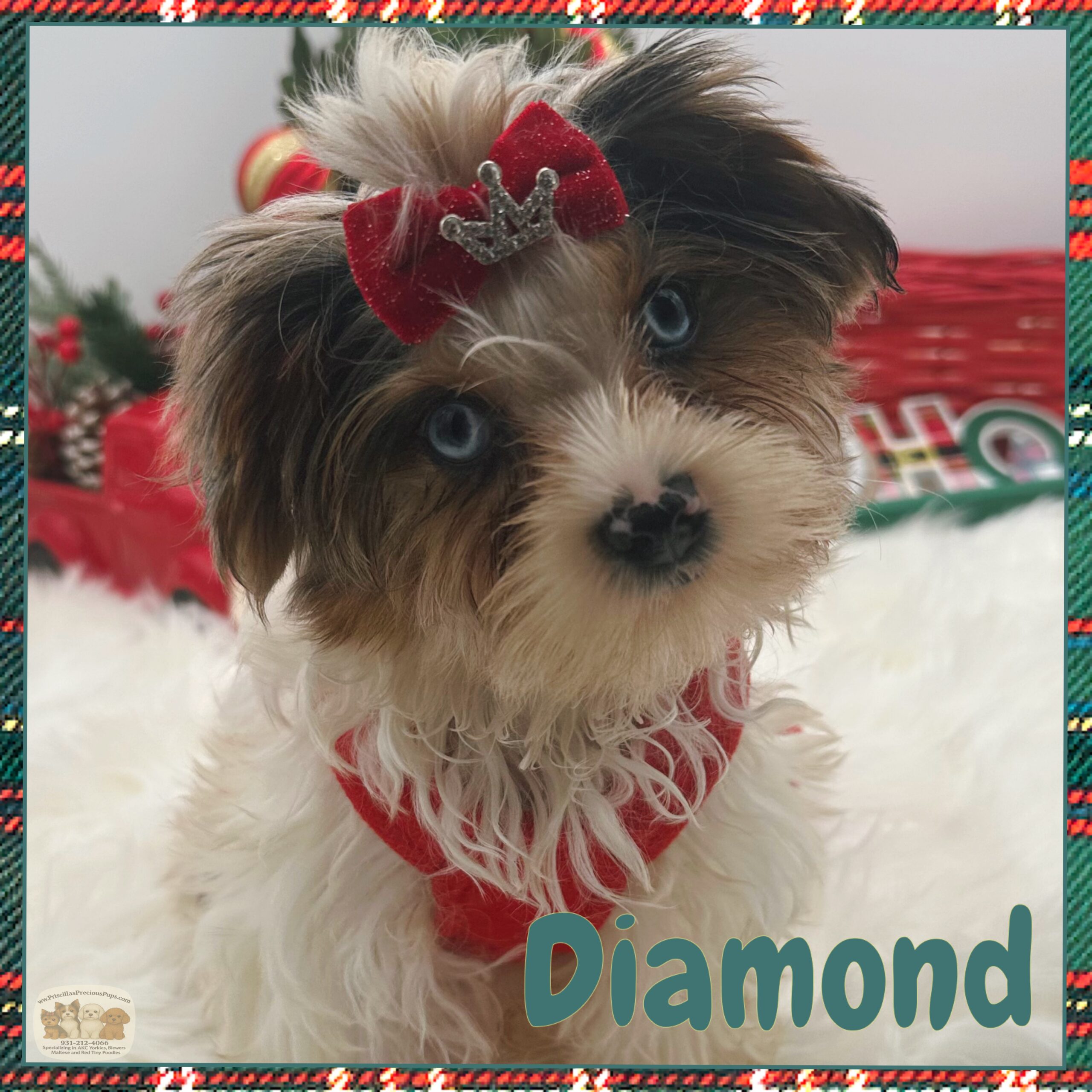 Diamond a special little 3-pound Yorkie for sale in TN