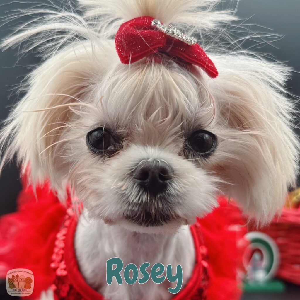 Rosey a tiny Korean Maltese 2 years old for sale