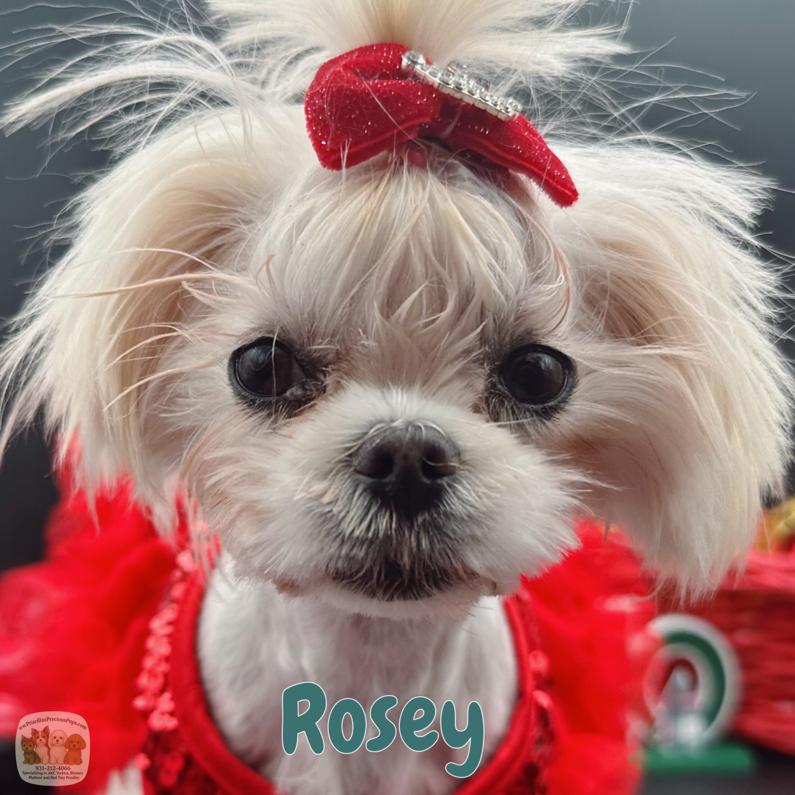 Rosey a tiny Korean Maltese 2 years old for sale
