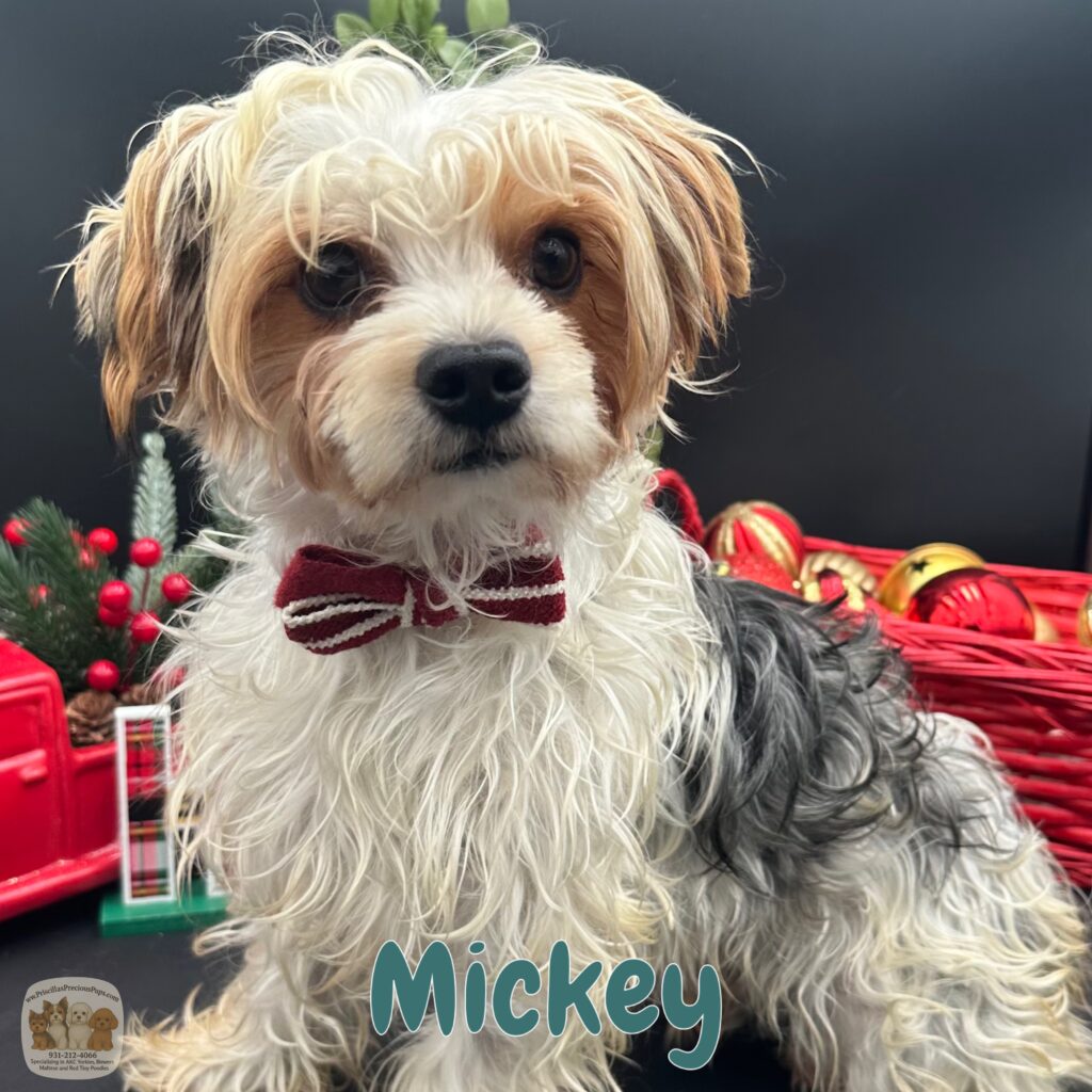 Mickey a loving Yorkie for sale in TN