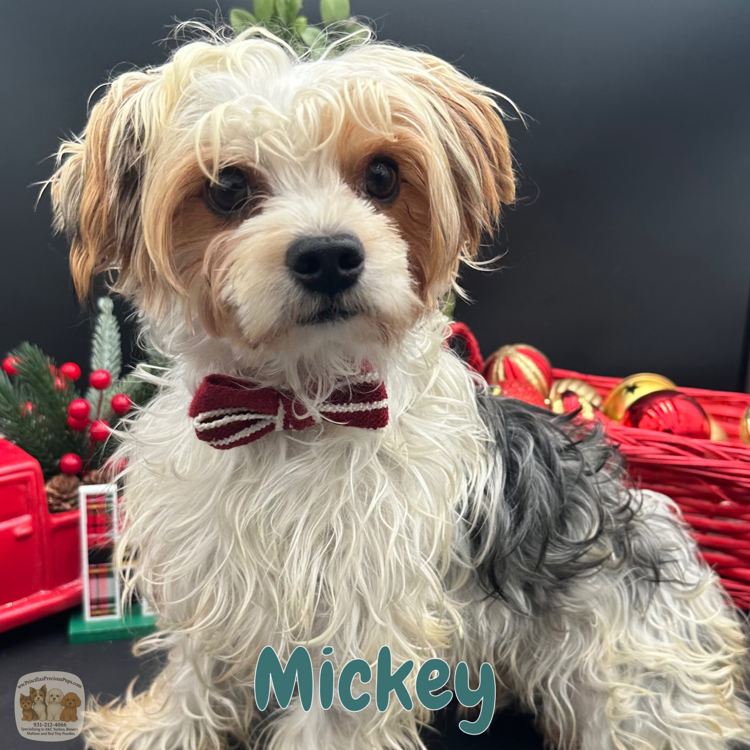 Mickey a loving Yorkie for sale in TN