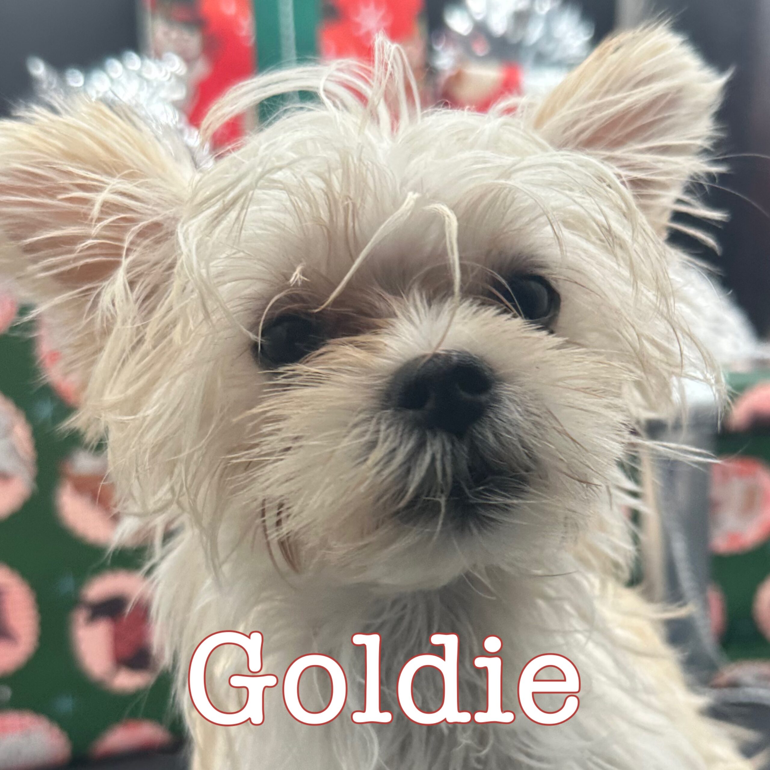 Goldie is a beautiful Morkie for sale in TN