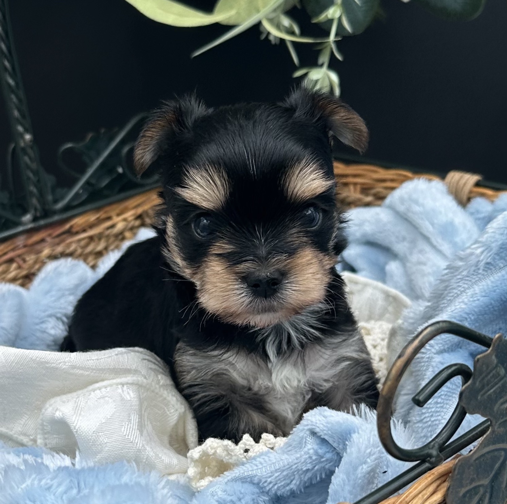 Bentley is a tiny male Yorkie.