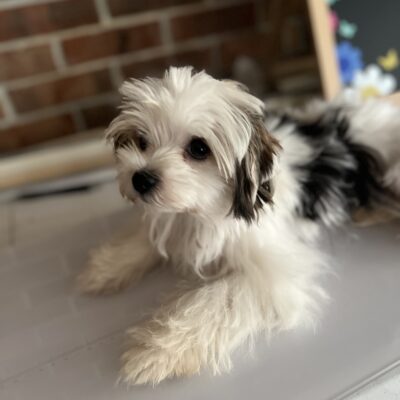 Keith a beautiful tiny Morkie for sale in TN