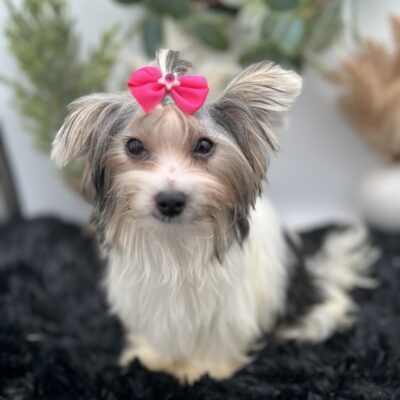 Iris a tiny morkie