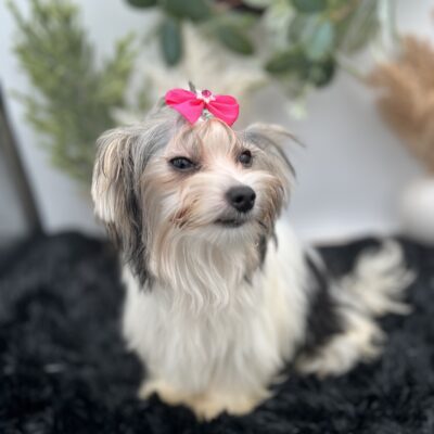 Ivy a tiny yorkie puppy for sale in TN