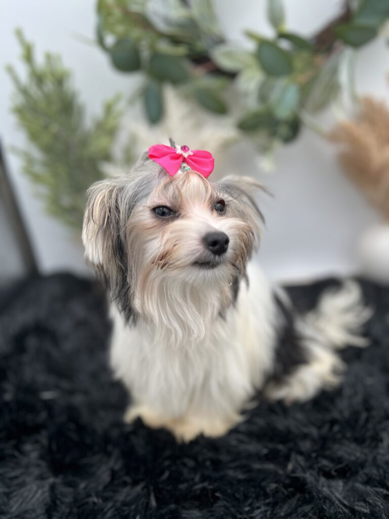 Ivy a tiny yorkie puppy for sale in TN