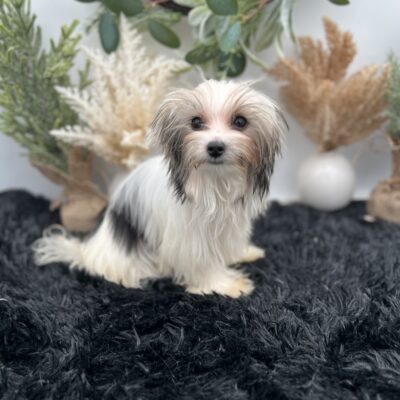 Daffey – Female – Morkie $2,500