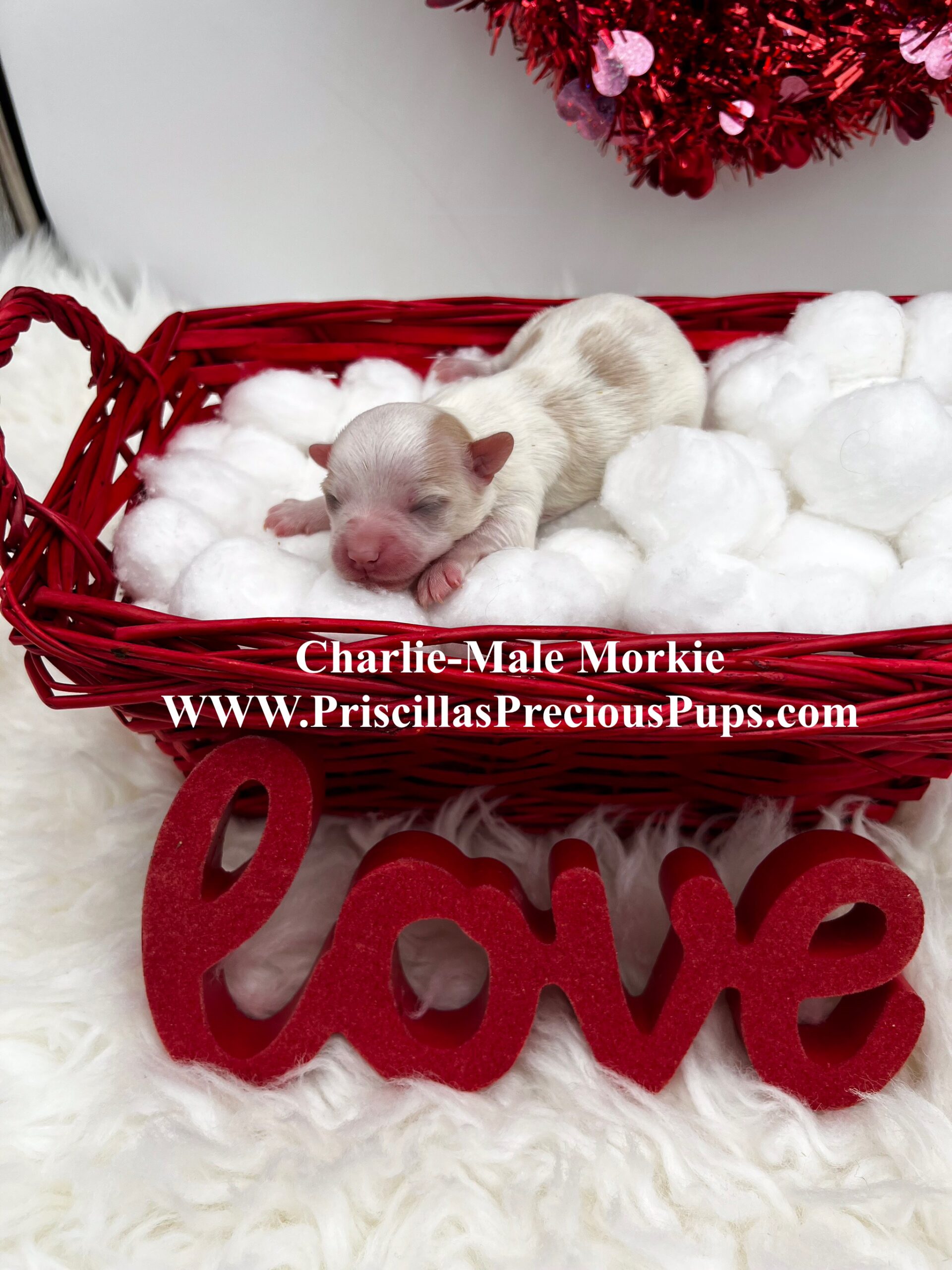 Charlie is a beautiful white Morkie for sale in TN