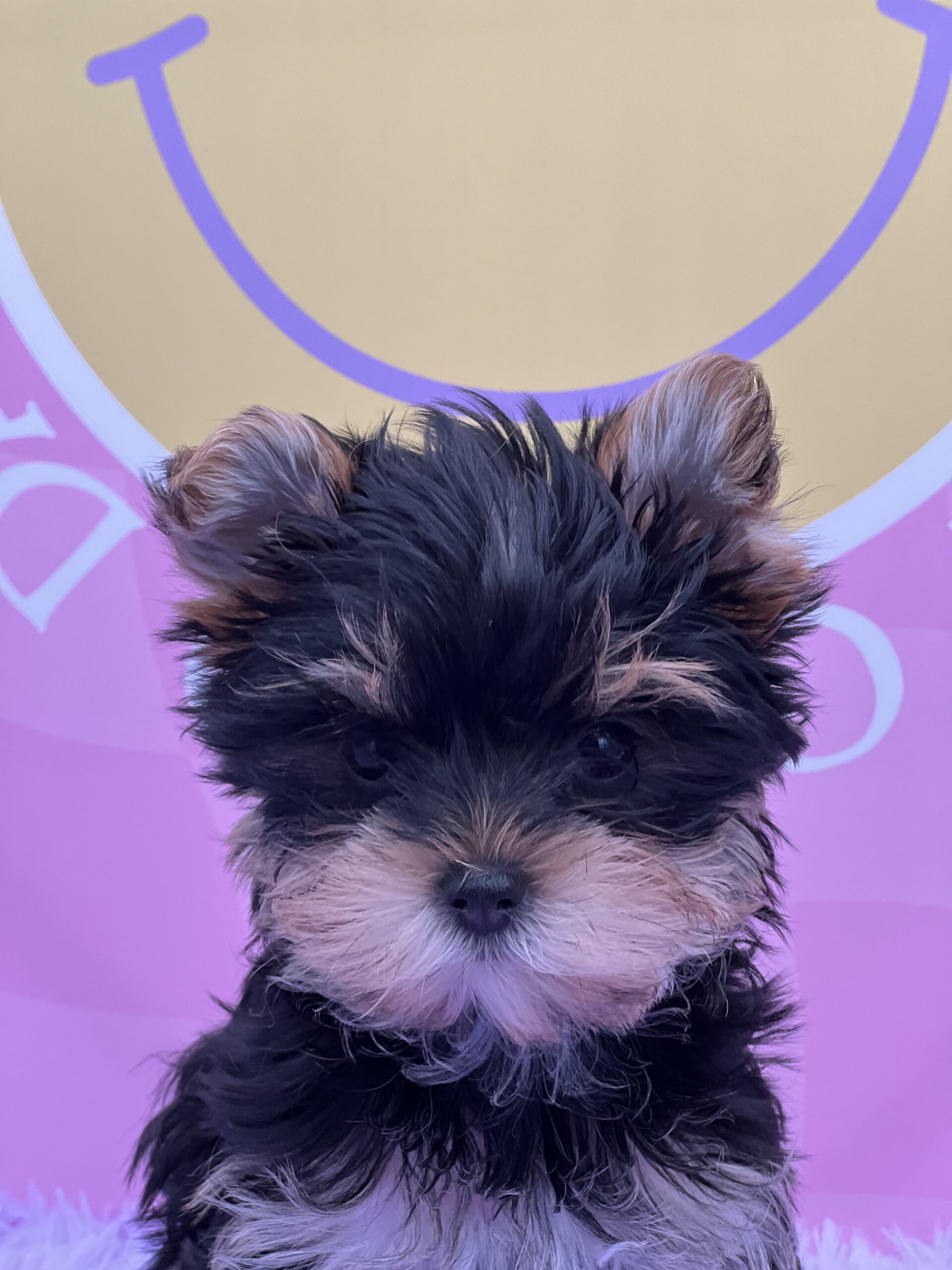Bentley yorkie pup for sale