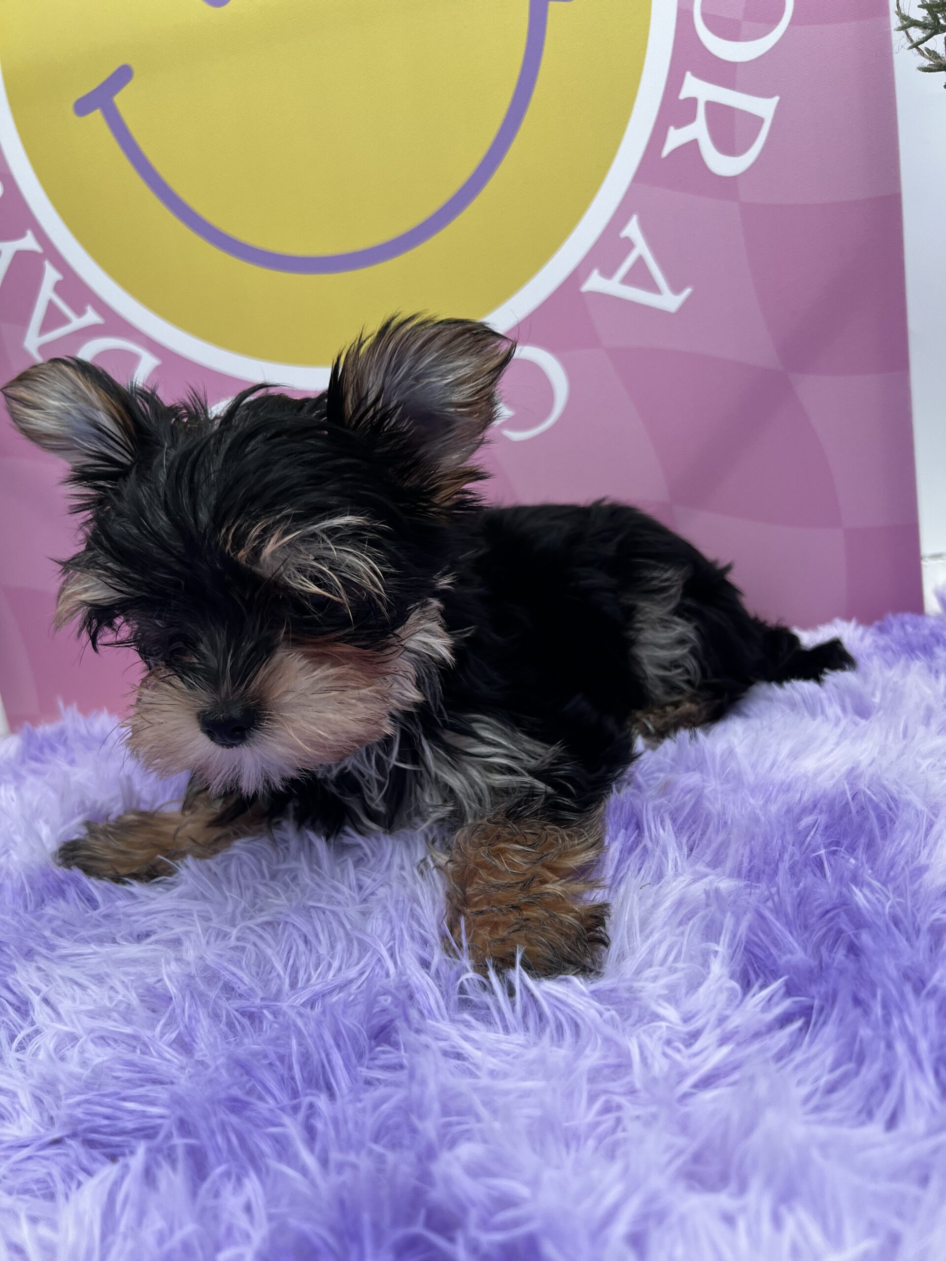 Bentley the micro, tiny yorkie pup for sale