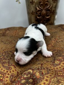 Biewer Yorkie puppy for sale in TN