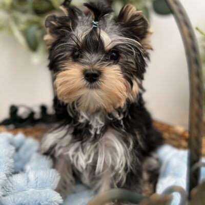 Bentley a stunning Yorkie