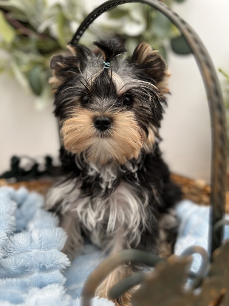 Bentley a stunning Yorkie