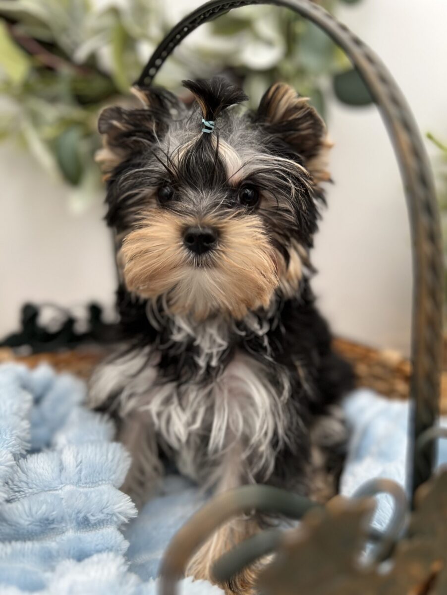Bentley a stunning Yorkie