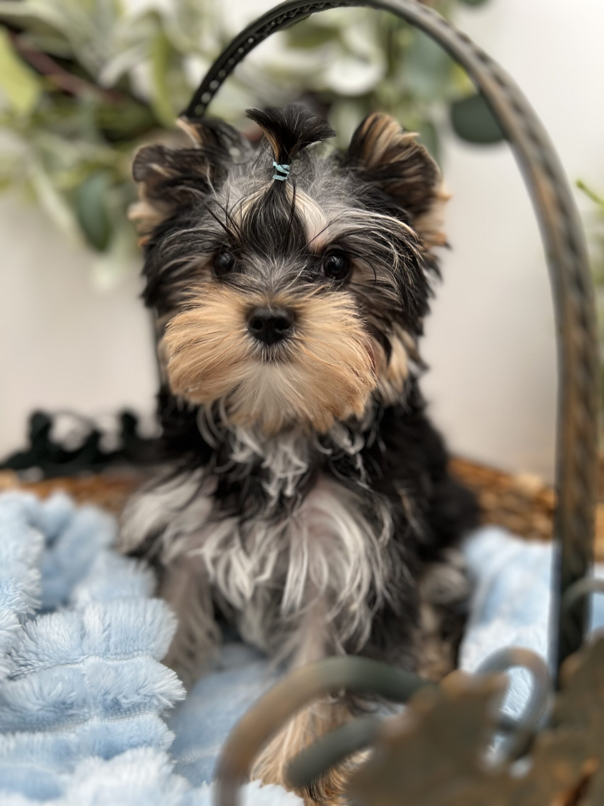 Bentley is a stunning yorkie pup