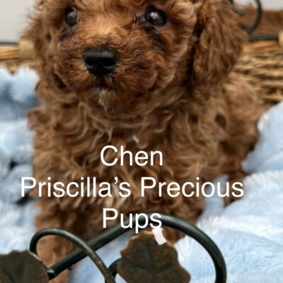 Chen the red toy poodle