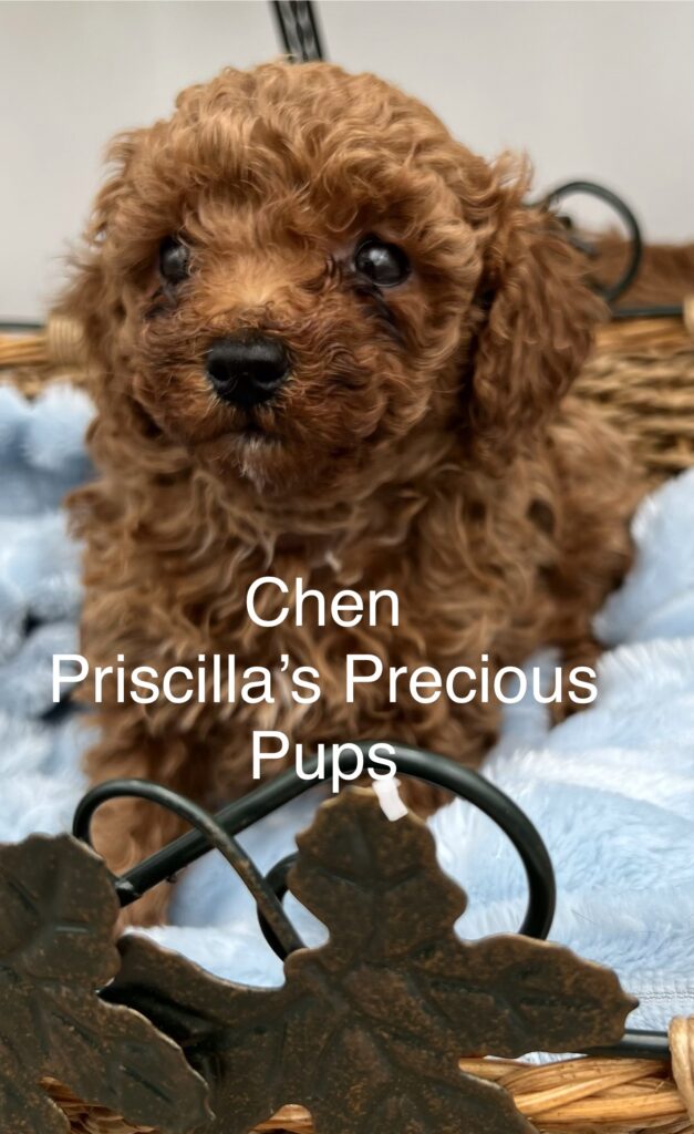 Chen the red toy poodle