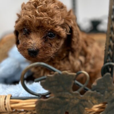Bo Chinese Red Teddy Poodle