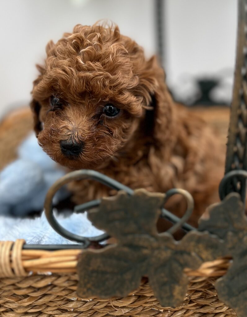 Bo Chinese Red Teddy Poodle