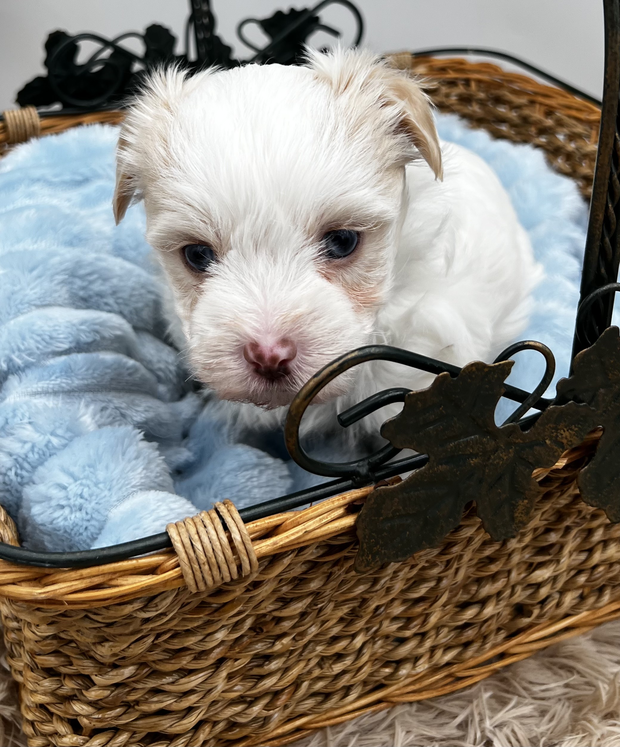 Doug is not a tiny morkie