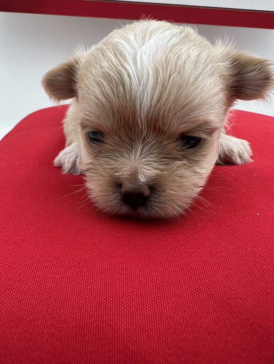 Ellie the Yorkie