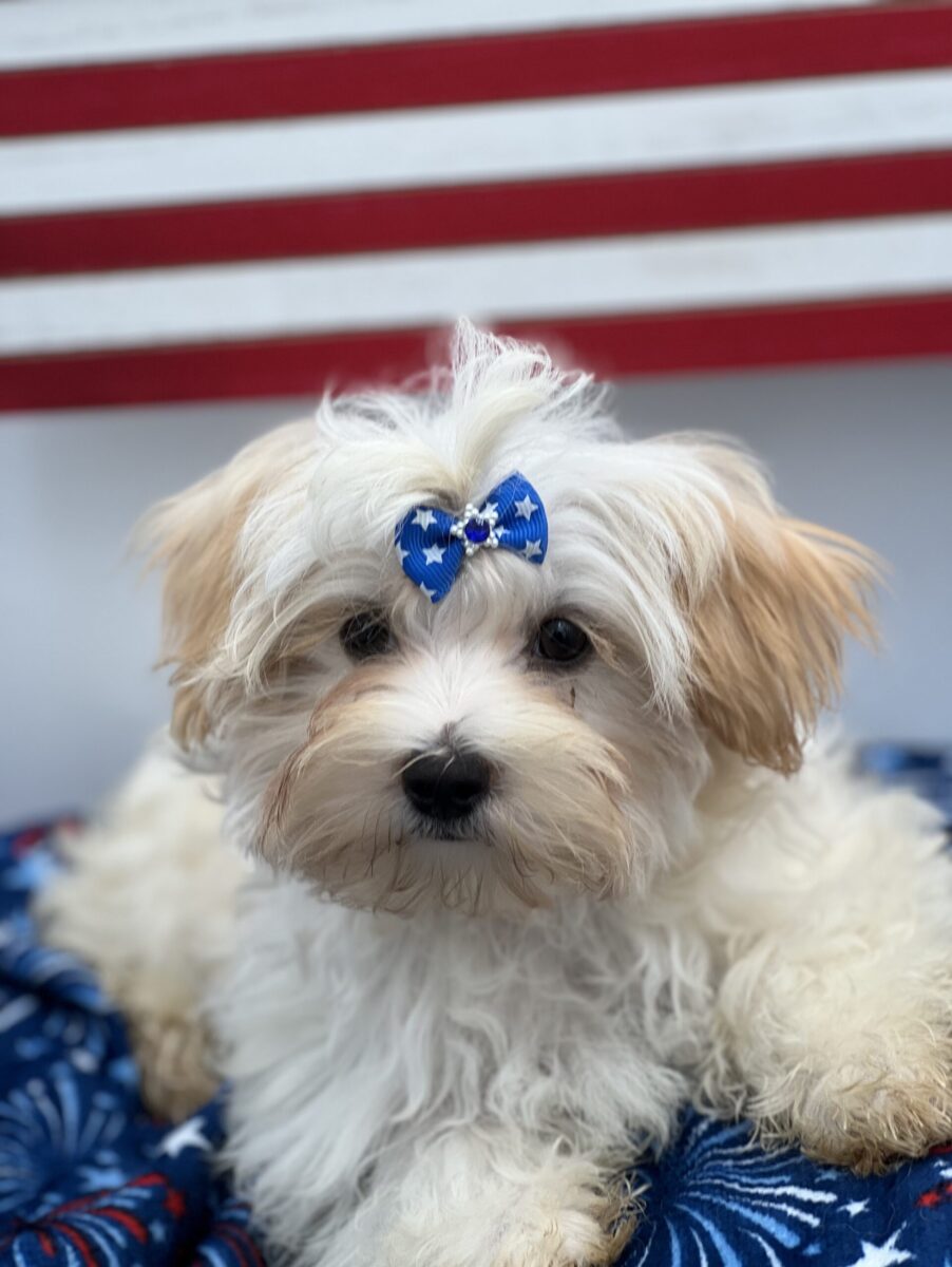 Charlie is a beautiful Morkie.