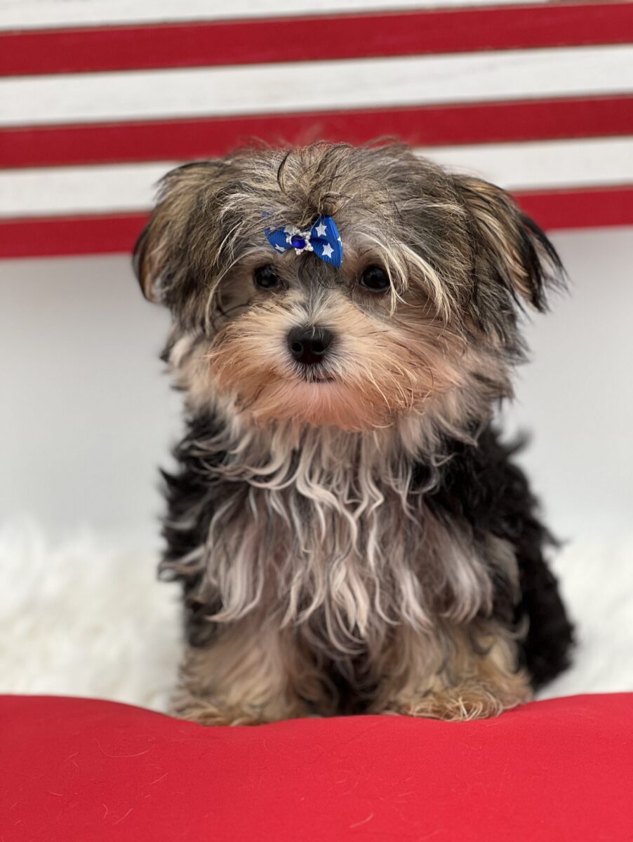 Mick the tiny Morkie.